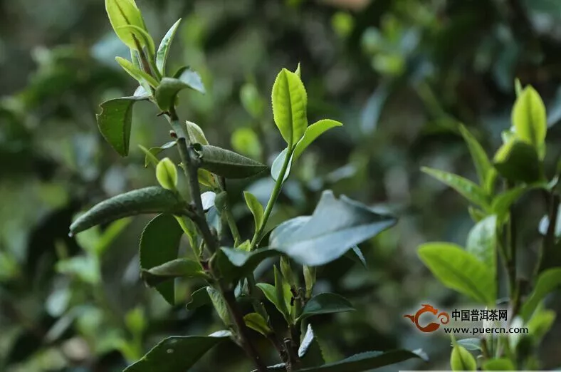 普洱茶中大叶种和小叶种怎样来区分？