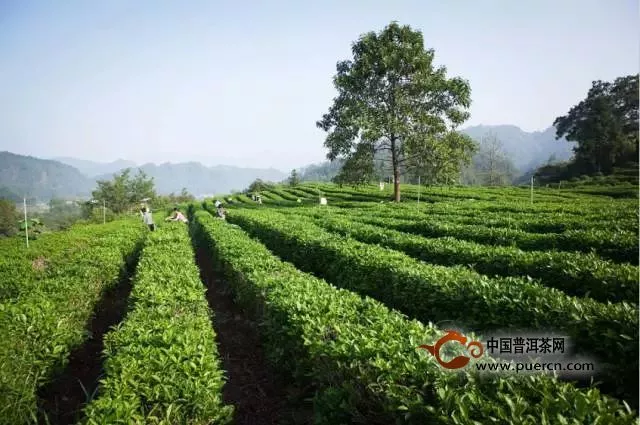 探寻祁门红茶的历史与文化