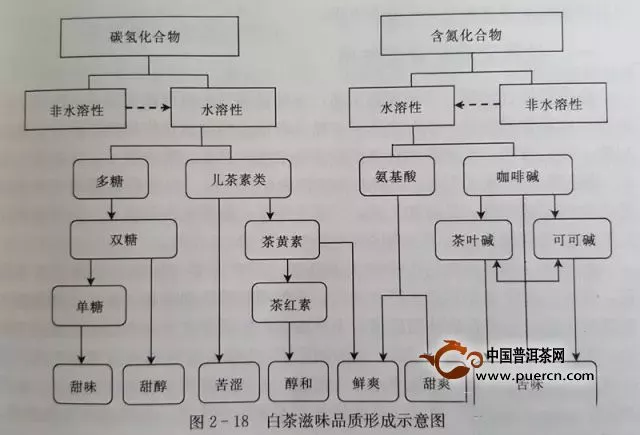 白茶的滋味品質(zhì)是如何形成的？