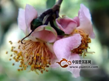倚邦普洱茶花