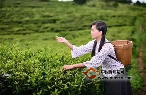 “女儿茶”之名争之已久，属于泰山还是普洱？