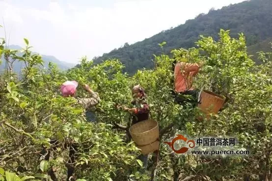 中国四大茶区的茶树分布