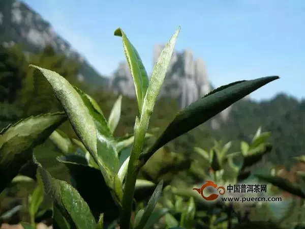 從八個(gè)方面鑒別福鼎白茶和安吉白茶，一目了然！