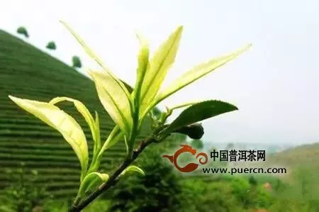 從八個(gè)方面鑒別福鼎白茶和安吉白茶