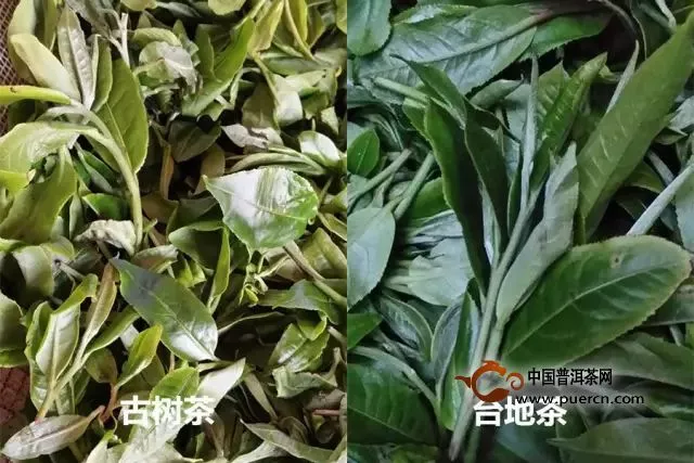 買普洱茶防被坑指南