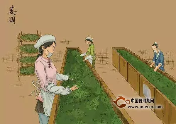 9張圖帶你了解普洱茶生茶制作全過程