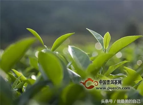 福建白茶主要茶树品种有哪些？