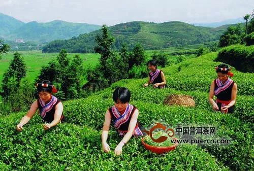 福建白茶主要茶树品种有哪些？