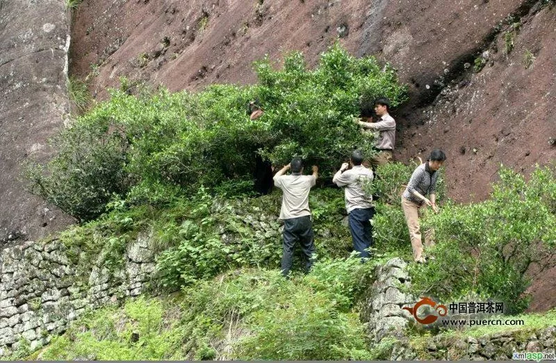 大红袍与武夷岩茶是什么关系？