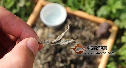 在買普洱茶的時(shí)候好茶的標(biāo)準(zhǔn)是什么？