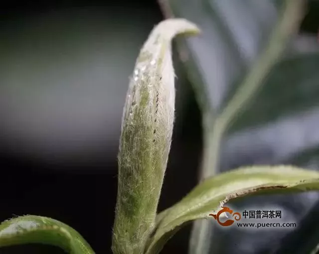 白毫銀針鑒賞：茶中的大美和極簡(jiǎn)主義者