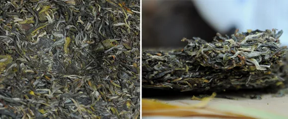 四个季节的茶到底有什么不同？