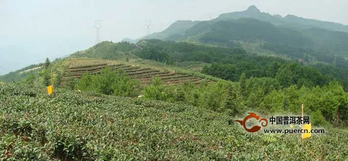 薄弱的扶持力度对茶产业发展面临严峻的挑战