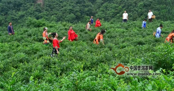 土家貢莓茶種植基地