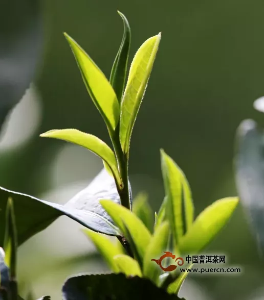 勐庫——勐庫大葉種茶的發(fā)源地