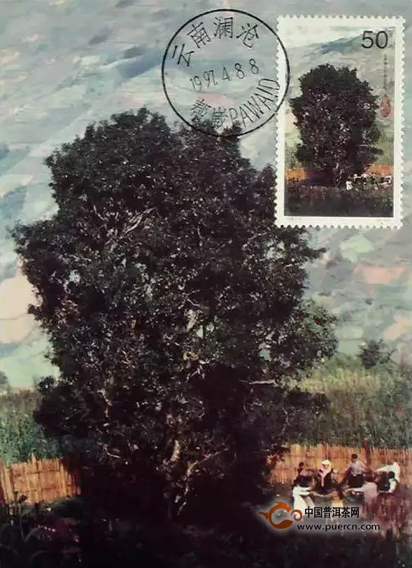 邮票上的澜沧邦崴千年过渡型古茶树