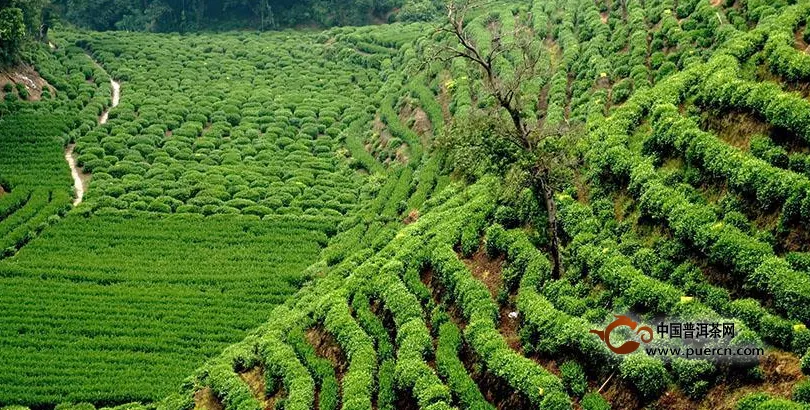 1-10月全市茶产业 综合产值超200亿元