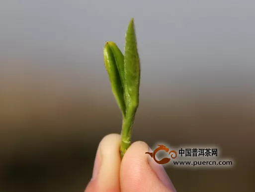 明前茶、雨前茶为什么珍贵？