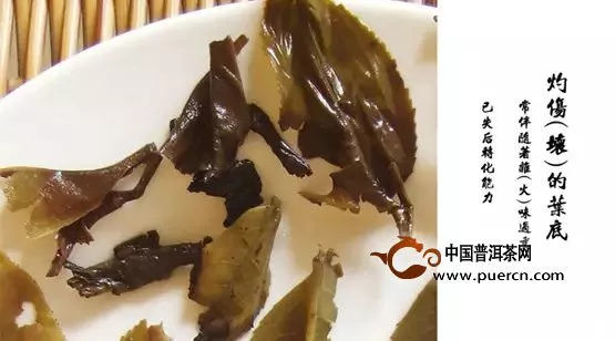 通过普洱茶叶底看品质，解析普洱茶底密码【图解】