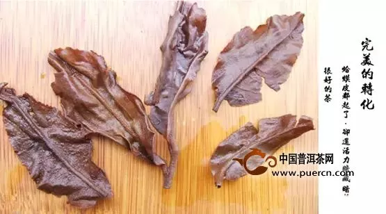 通過普洱茶葉底看品質(zhì)，解析普洱茶底密碼【圖解】