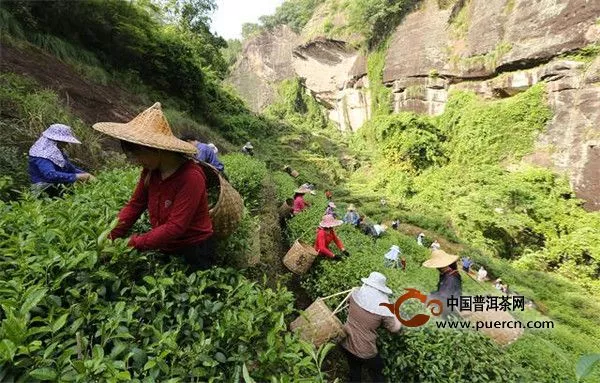 武夷山有哪些茶葉?