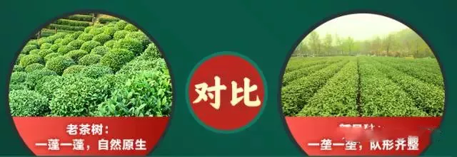 西湖龍井老茶樹的特點(diǎn)