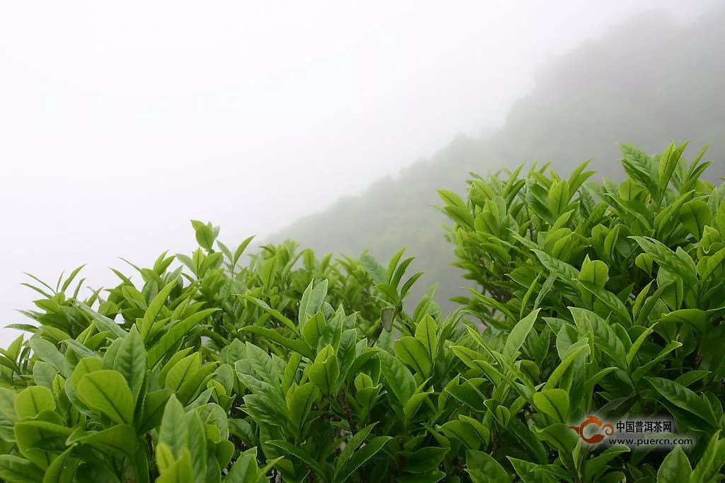 為什么高山云霧茶與平地茶的價(jià)格會(huì)相差很多？