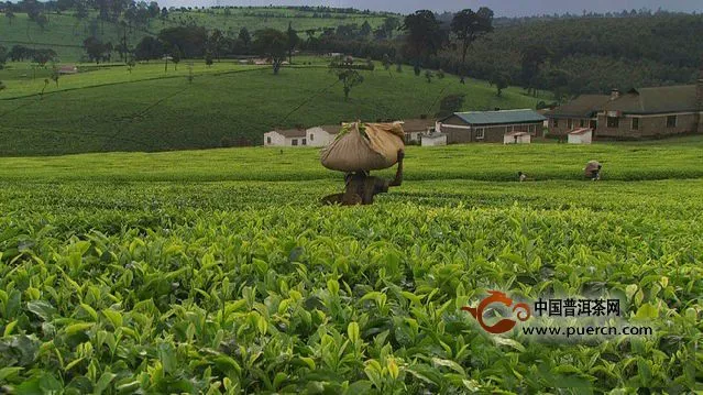 為什么高山云霧茶與平地茶的價(jià)格會(huì)相差很多？