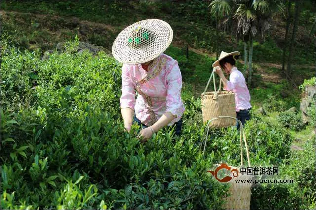 正山小种红茶的制作工艺