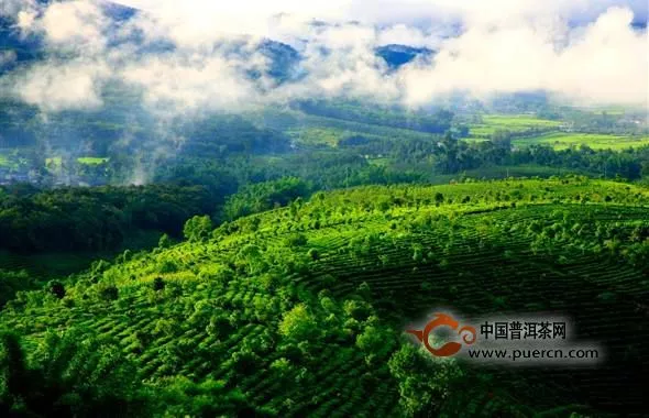 认识这些古茶山分分钟成普洱茶行家