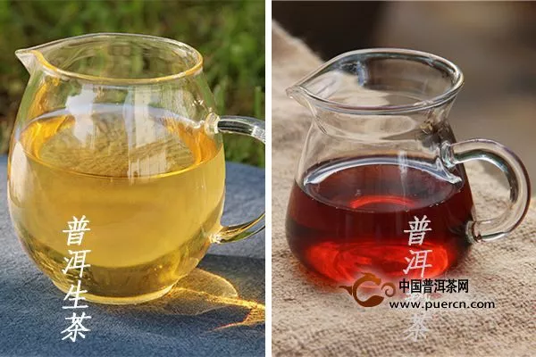 什么是生茶，什么是熟茶，他們是普洱茶嗎？