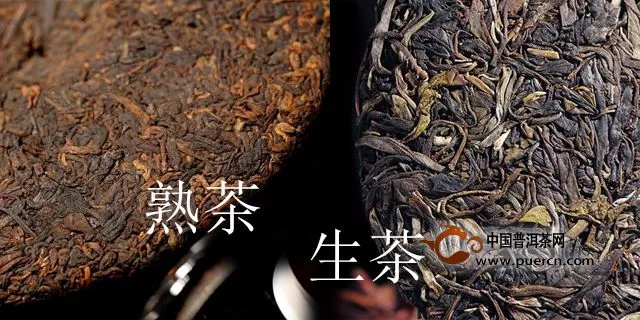 什么是生茶，什么是熟茶，他們是普洱茶嗎？