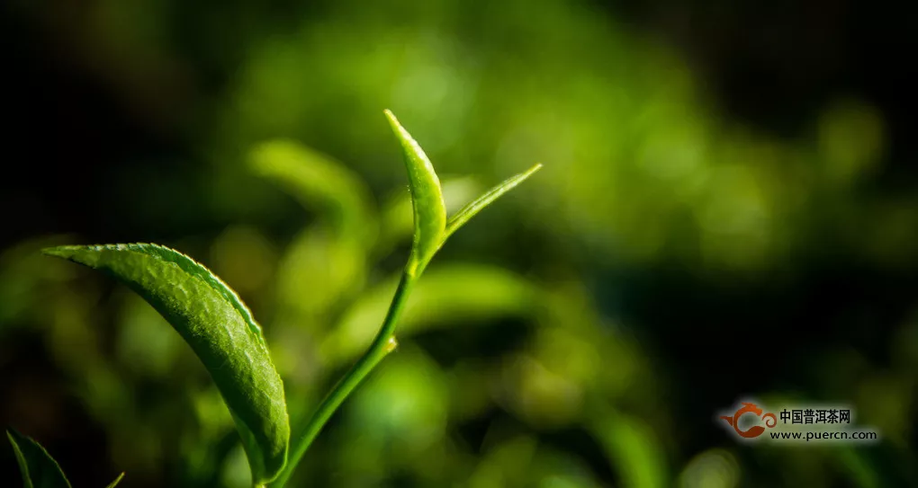 普洱茶耐泡的真正原因