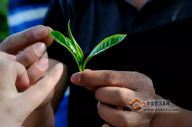 普洱茶也有“天敵”，要注意了