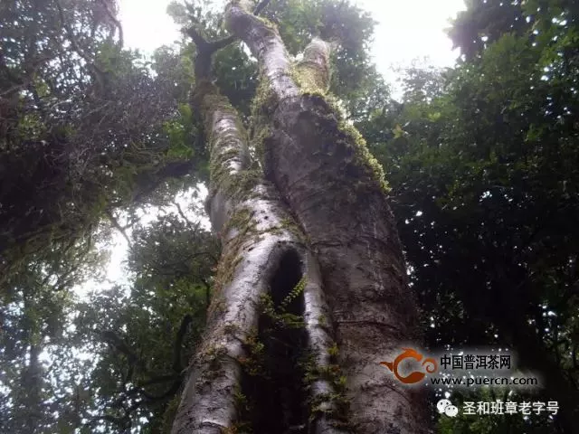 【圣和茶葉】人間有仙境，定在此山中