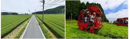 日本茶业发展现状