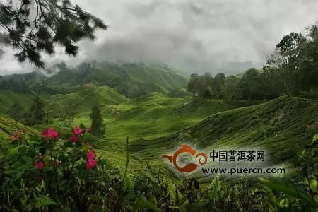 茶的祖国是中国，有植物学家作证