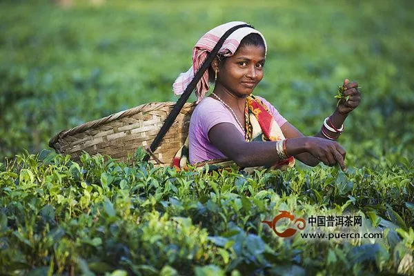 中国茶叶被偷到印度是他干的——茶叶大盗罗伯特福琼