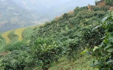 勐库西半山古树茶著名茶区