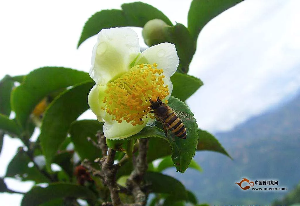 普洱茶樹(shù)花美麗的外表下功效不一般