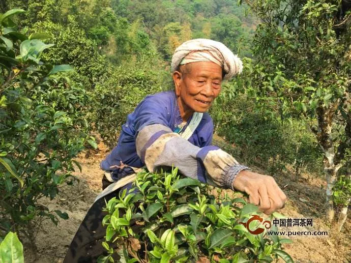 普洱茶投資景邁山茶如何？