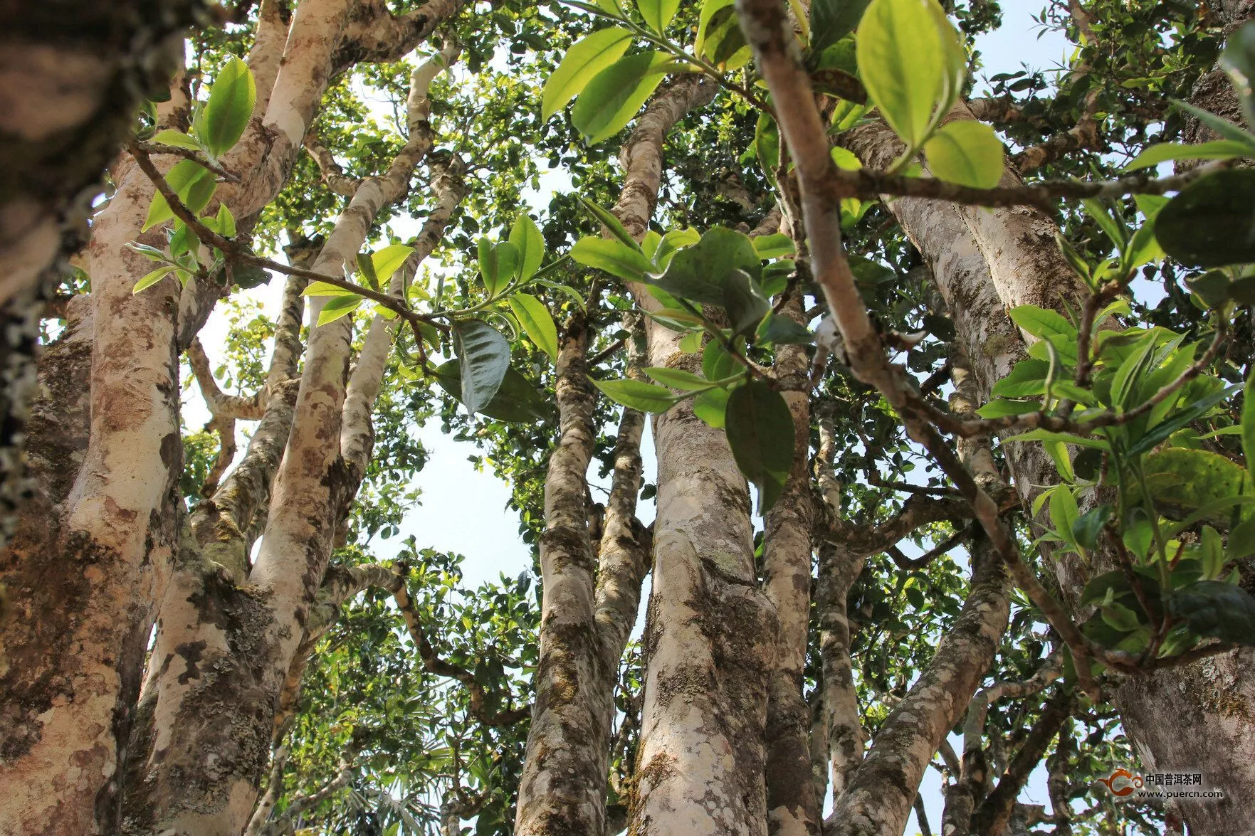 云南的原始物种的茶树可分为三个代级