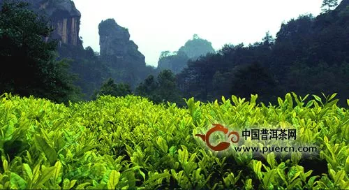 武夷山的土壤對(duì)巖茶的品質(zhì)有哪些影響？