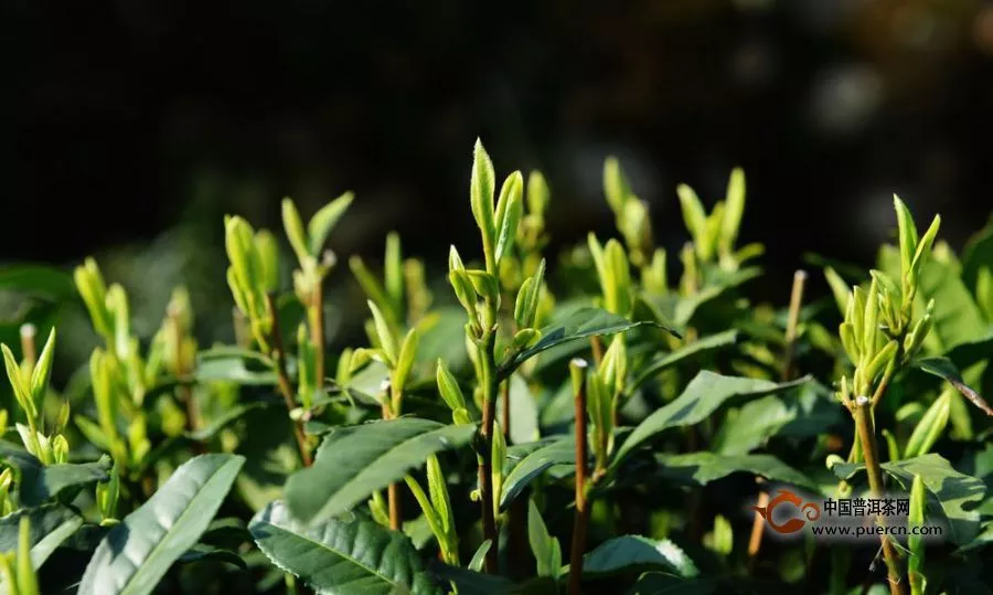西湖龙井茶的营养成分有哪些？