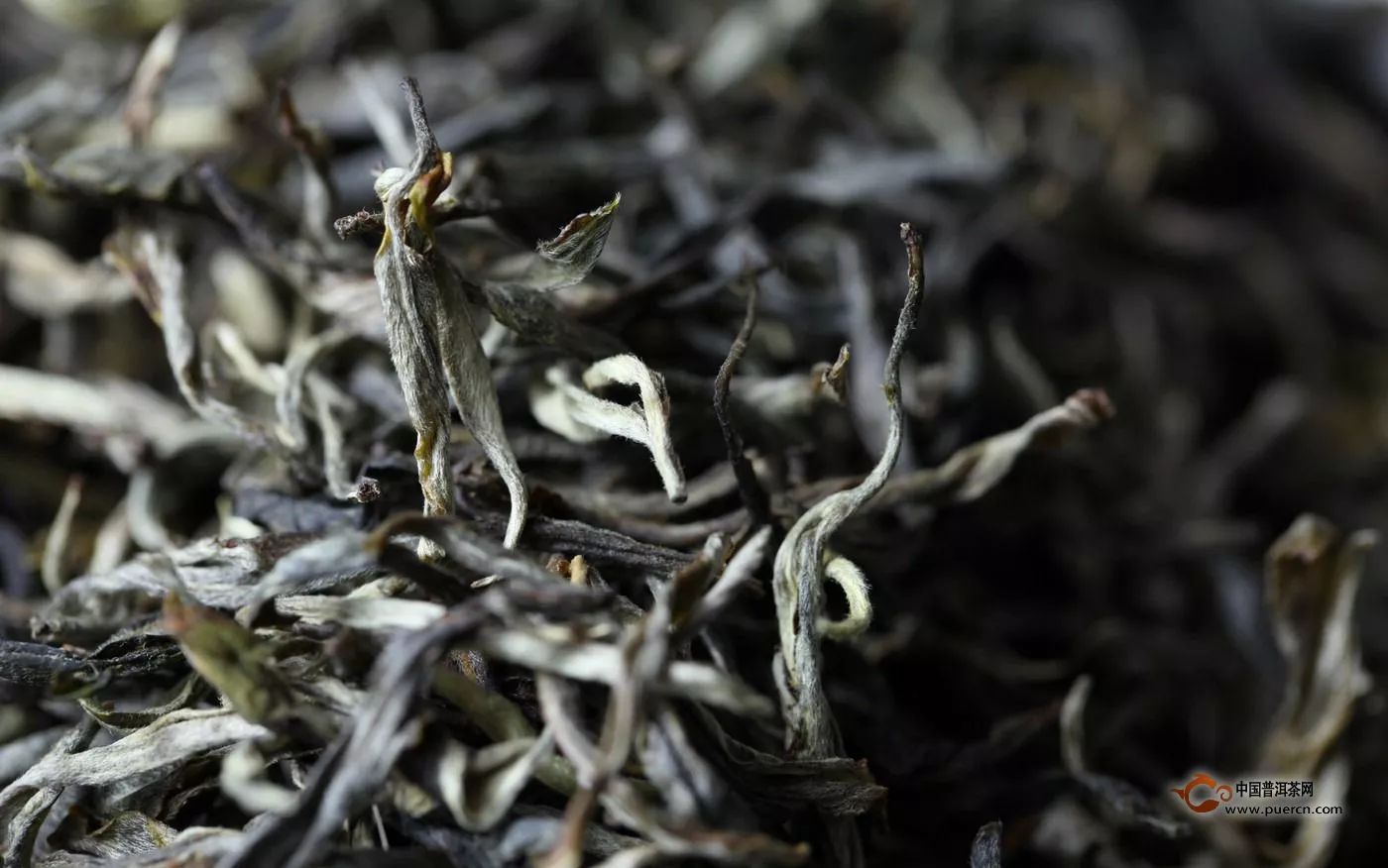 普洱春茶将至，你需要了解的普洱古树茶知识以防被坑！