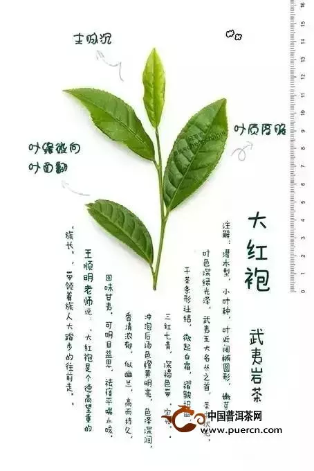 武夷岩茶该如何辨识品种？