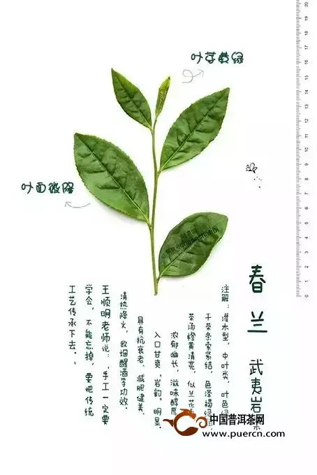 武夷岩茶该如何辨识品种？
