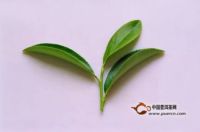 武夷岩茶为什么要选择采摘一芽多叶呢？