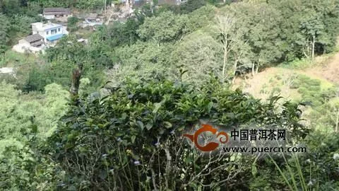 易武名山头茶叶的特点