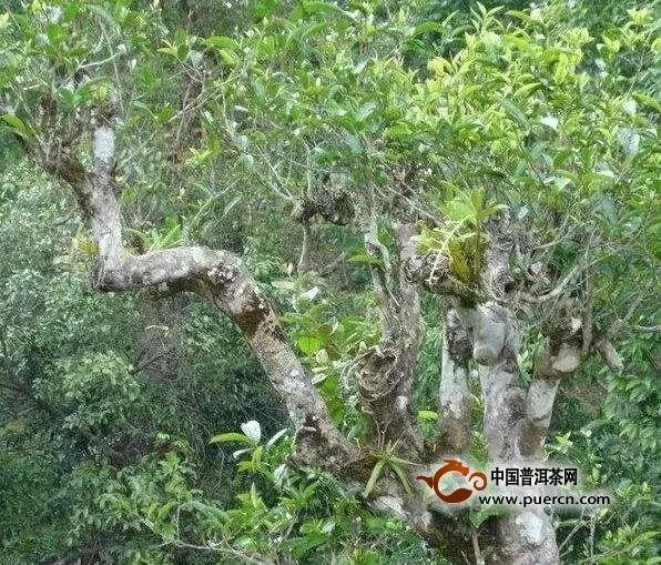 易武落水洞古樹茶特點